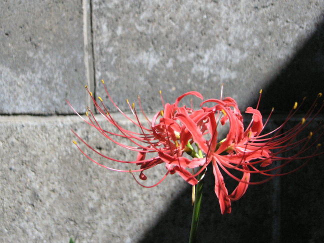 彼岸花01