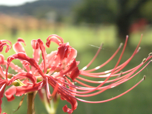 彼岸花04