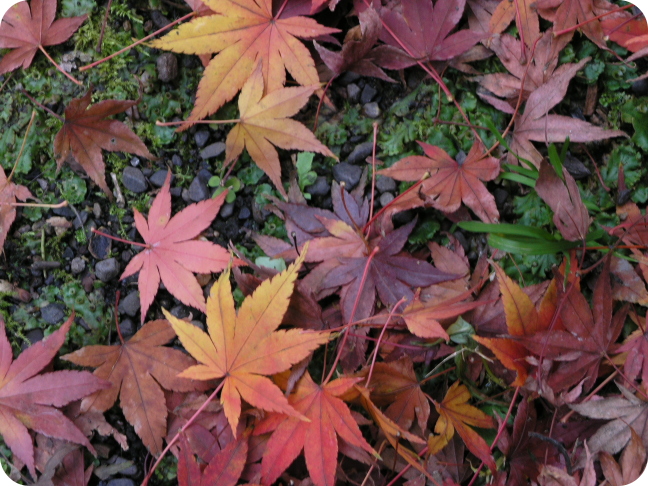紅葉