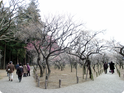 偕楽園で観梅02