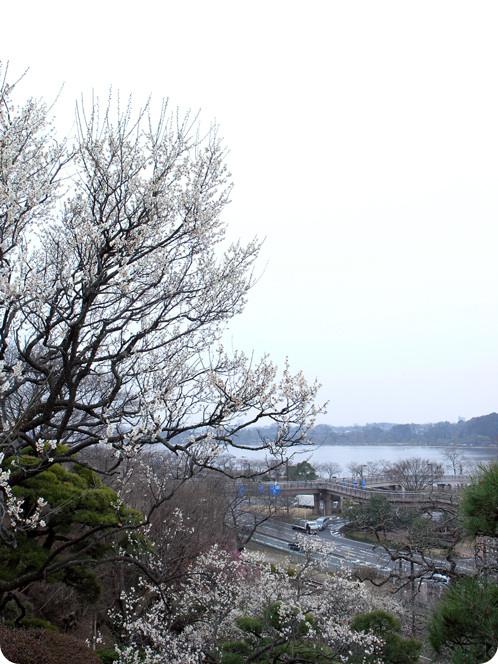 偕楽園で観梅03