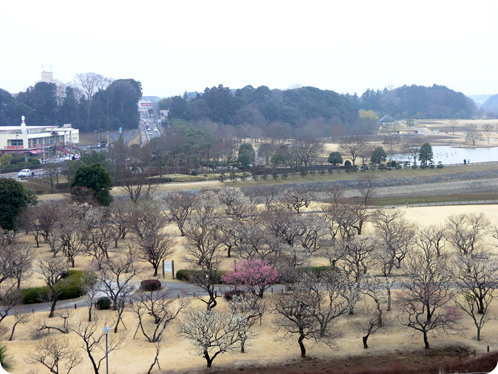 偕楽園で観梅04