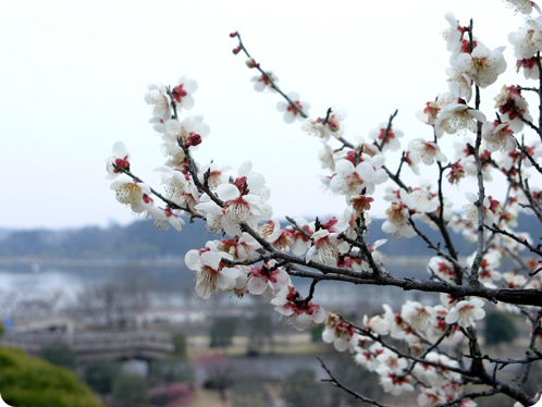 偕楽園で観梅06