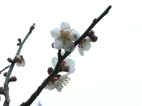 偕楽園で観梅07