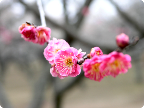 偕楽園で観梅08