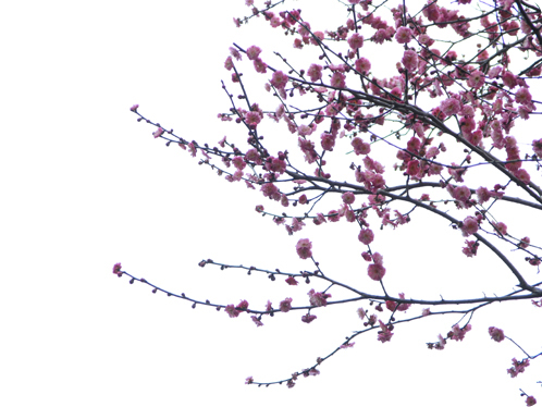 偕楽園で観梅09