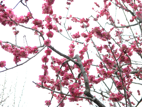 偕楽園で観梅11