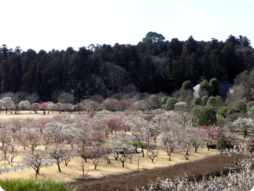 偕楽園の梅2月18日04