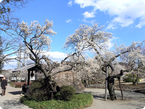 偕楽園の梅2月18日06