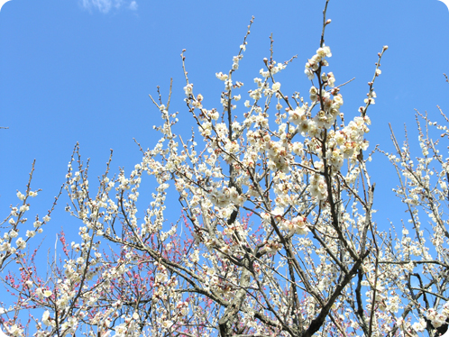 偕楽園の梅2月18日09