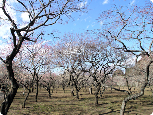 偕楽園の梅2月18日12