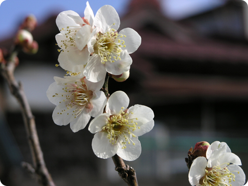 梅の鉢植え02