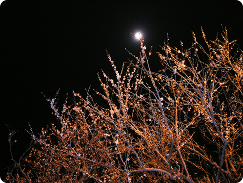 夜梅祭10