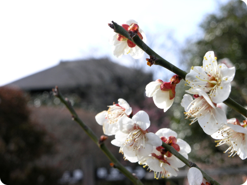 偕楽園の梅2月28日08