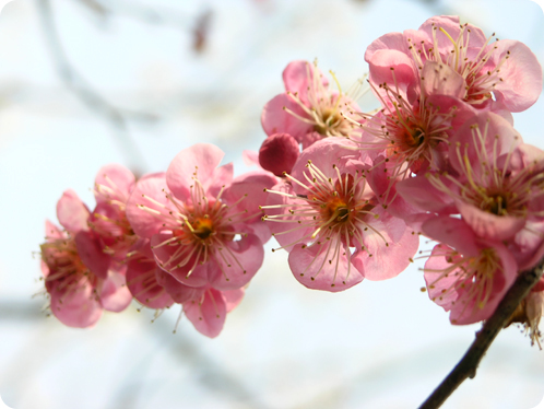 偕楽園の梅2月28日09