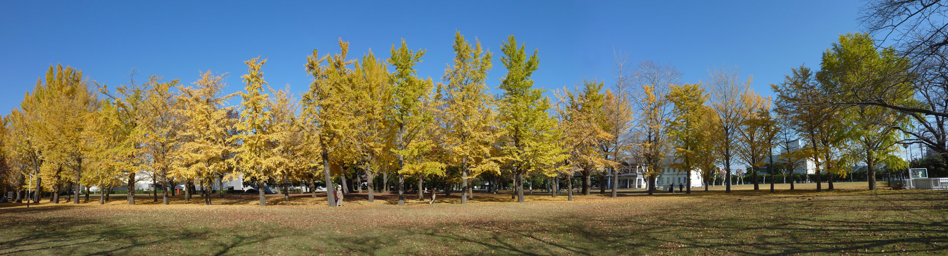茨城県立歴史館のイチョウ（水戸）