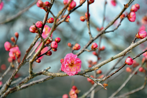 2012年2月22日偕楽園梅便り06