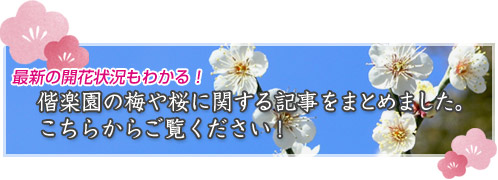 偕楽園の梅や桜に関する情報をまとめてみました_バナー