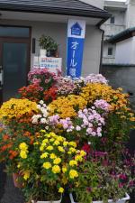 今年も菊の花が満開に咲きました