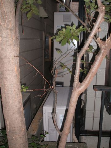 埼玉県さいたま市にお住まいの伊藤様