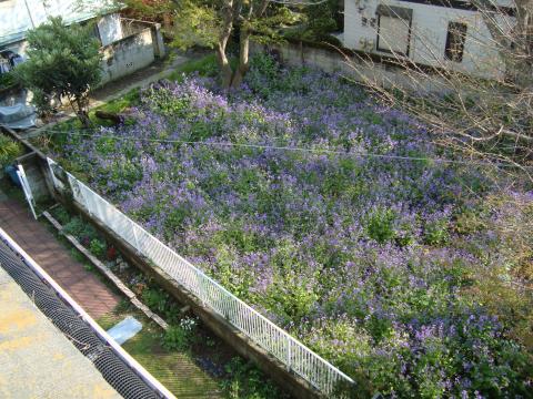 お花がキレイでした(東京都北区)
