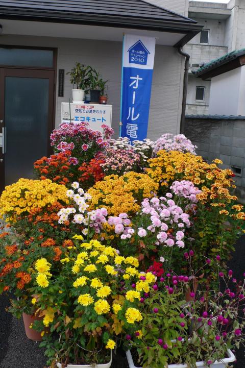 今年も菊の花が満開に咲きました