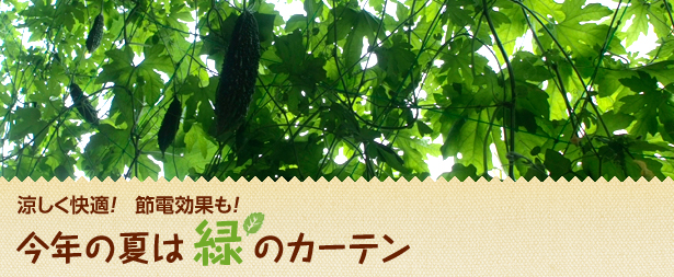 緑のカーテン