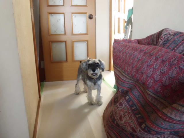 内装工事開始に備え、廊下に保護シート敷き詰め(リビング入口の廊下)