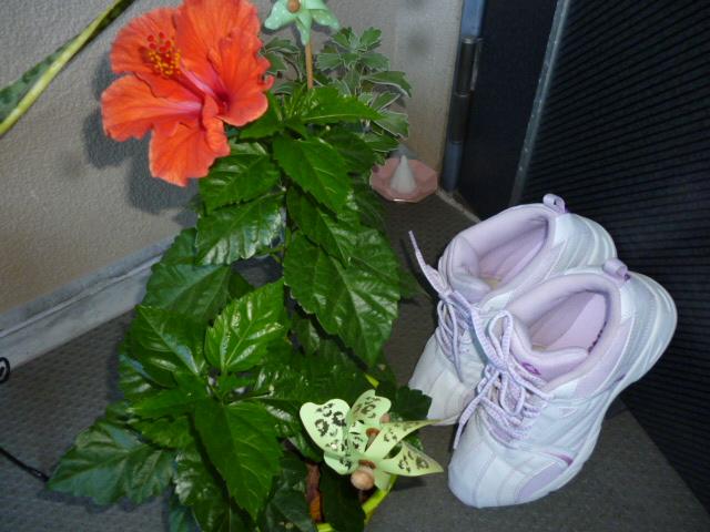 観葉植物も室内へ総非難!!