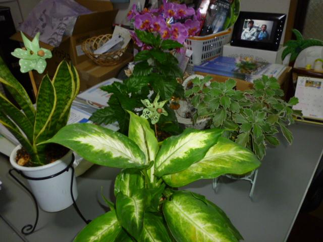 台風上陸にて、商談室へ避難中の観葉植物!!