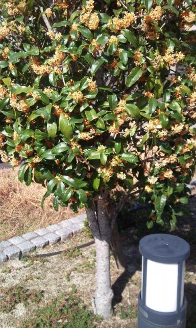 弊社・事務所敷地内の【金木犀】開花!