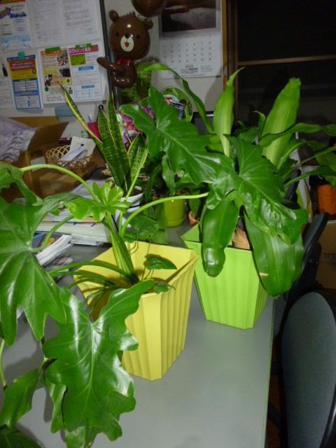 観葉植物の避難!