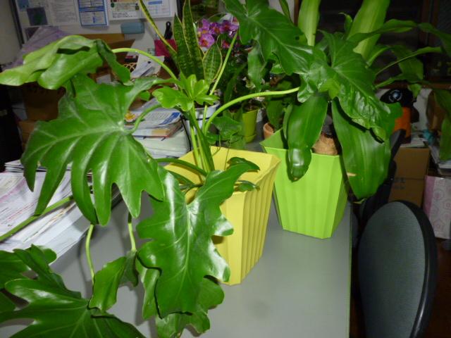 観葉植物一時的避難♪