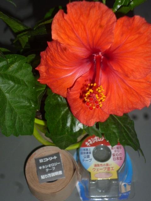 キネシオロジーテープ(運動機能学)