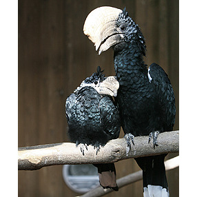 ギンガオサイチョウ