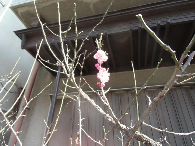 会長宅にて開花♪