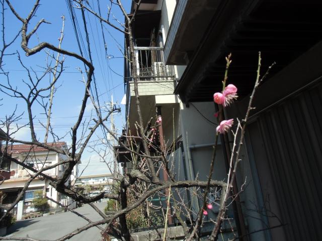 桃?!・梅かなぁー・・・陽気にて開花です