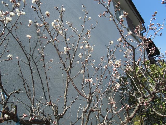 梅の花が満開です