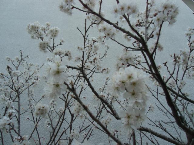 梅の花が満開です